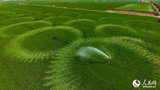 河南省驻马店市西平县二郎镇张尧村村民抢抓农时,灌溉麦田。人民网记者 王佩 摄